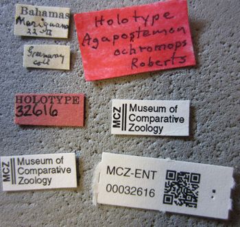 Media type: image;   Entomology 32616 Aspect: labels